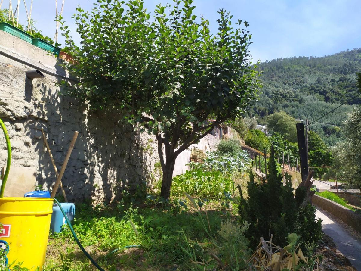 Casa Da Rota Dos Moinhos Leilighet Lousã Eksteriør bilde
